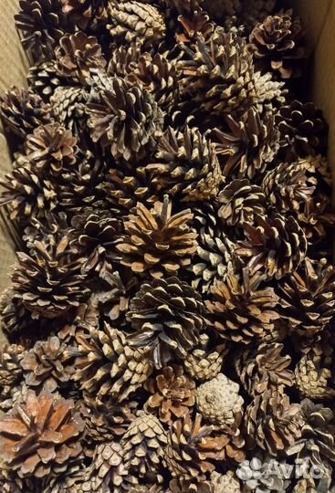 Шишки сосновые для рукоделия и декора