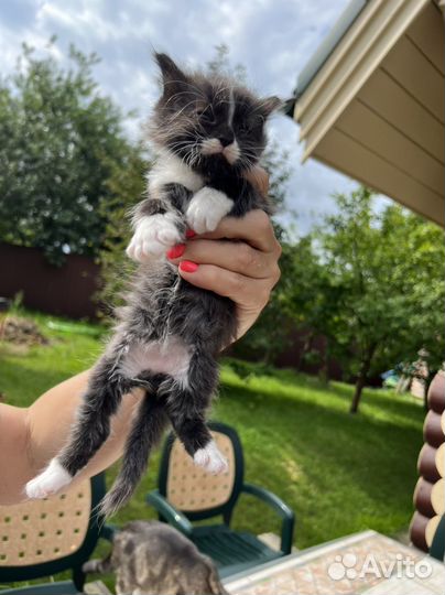 Котята отдам в добрые руки бесплатно