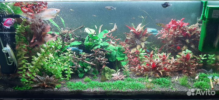 Аквариумные растения
