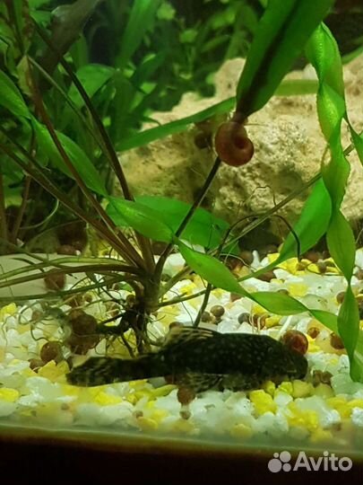 Растения разные, рыбки,коряги