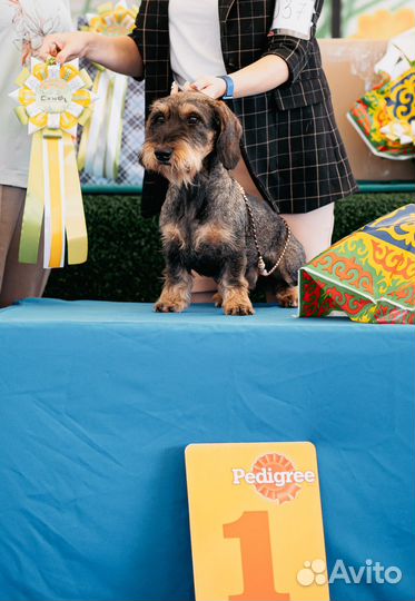 Вязка кобель жесткошерстная такса