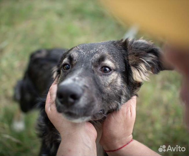 Щенок Генри ищет дом