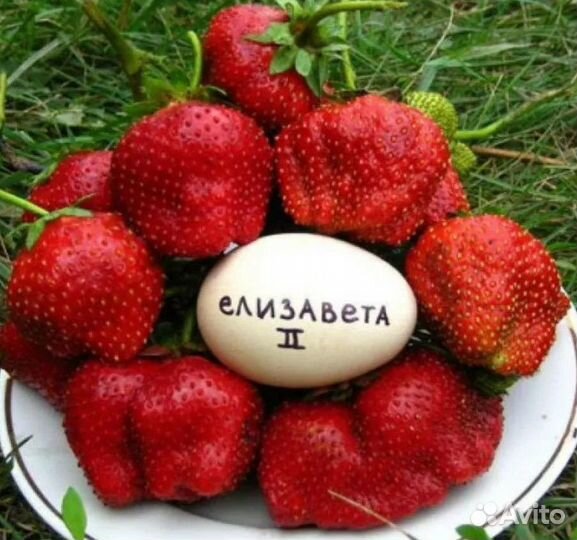 Рассада клубники с окс