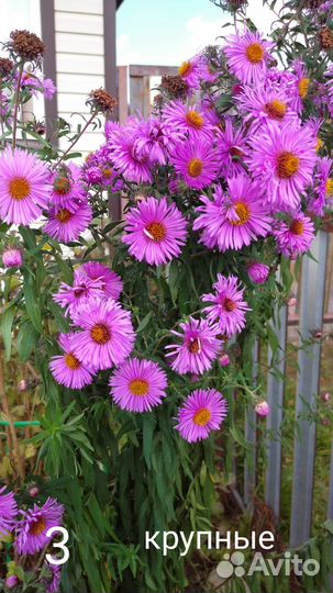 Сентябринки