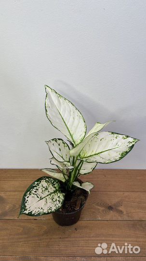 Аглаонема вайт джой white joy