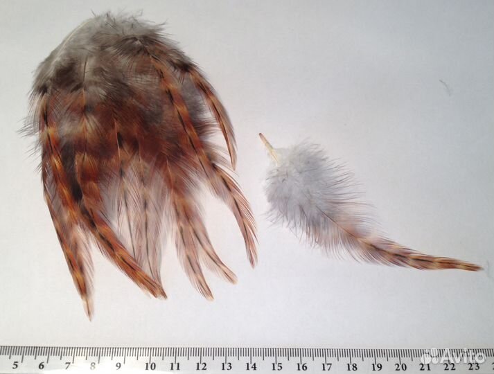 Перья для рыболовов (разные)