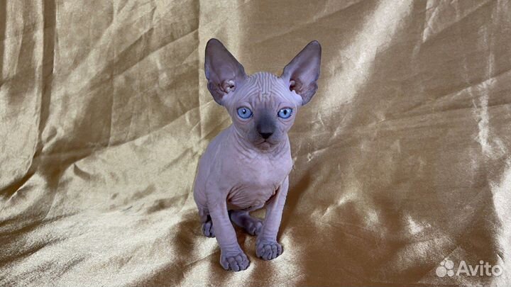 Канадский сфинкс котята