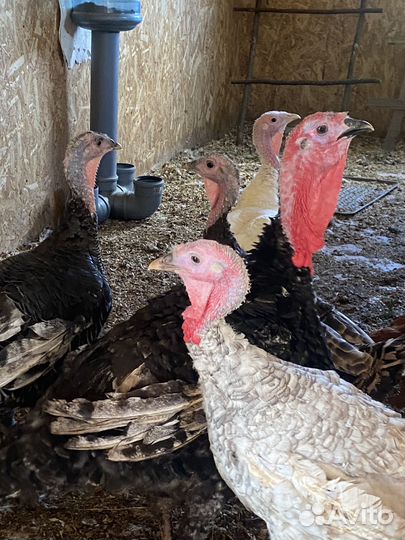 Индюки индюшки