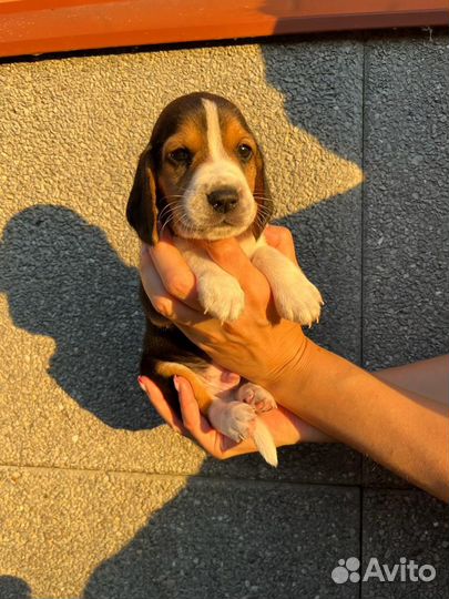 Щенки бигль торг