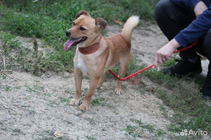 Мелкий пёс в добрые руки