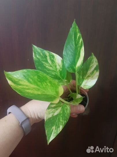 Эпипремнумы Золотистый и Марбл Квин