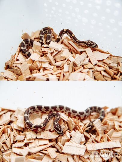 Змея маисовый полоз