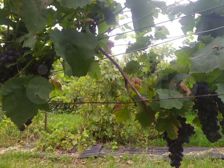 Участок 55 сот. (ИЖС)