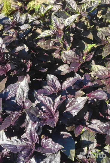 Базилик свежий