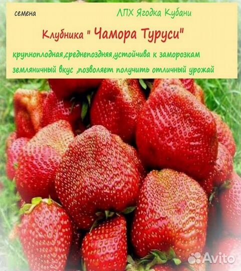 Клубника