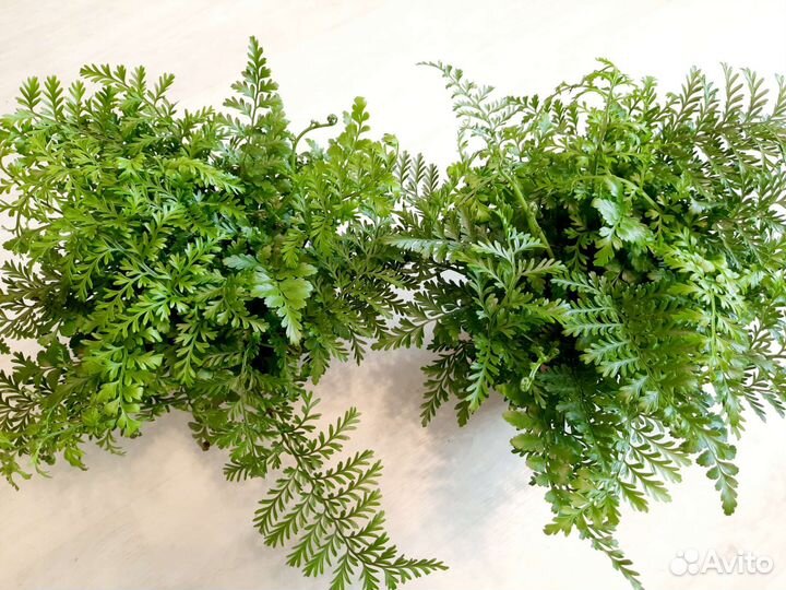 Папоротник Асплениум Парвати