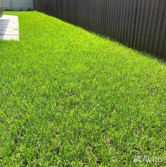 Газон посевной, укладка рулонного газона под ключ