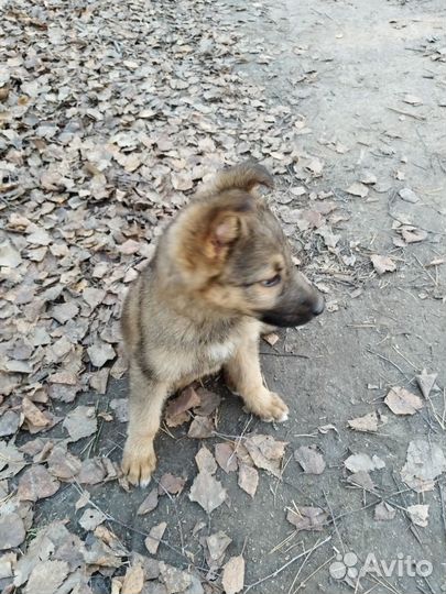 Собака в добрые руки отдам бесплатно щенки