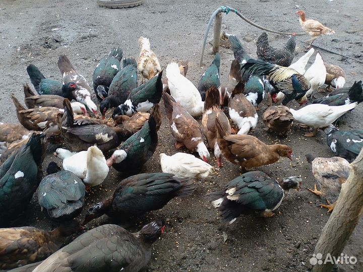 Мускусные утки