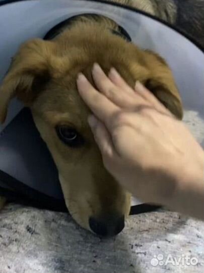 Собака ищет дом