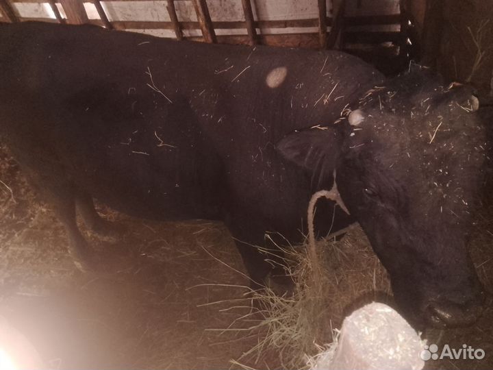 Бык племенной