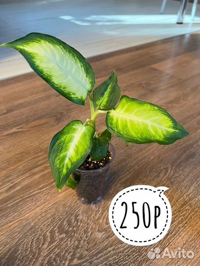 Диффенбахия