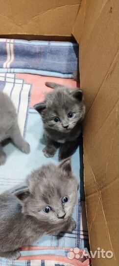 Котята британцы