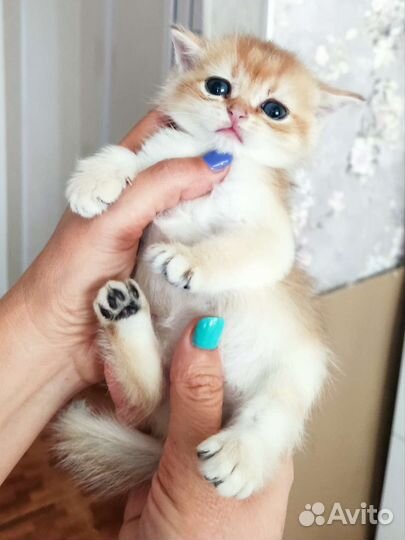 Золотые малышики