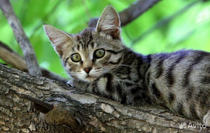 Котята-подростки