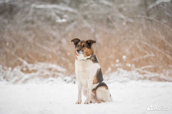 Джуль ищет дом и семью