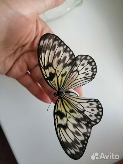 Живые бабочки от