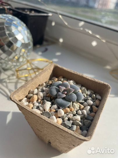 Суккуленты