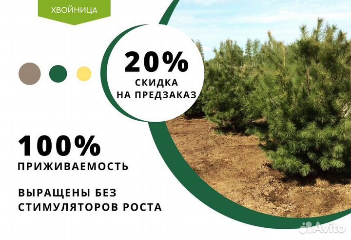 Сосна обыкновенная с доставкой