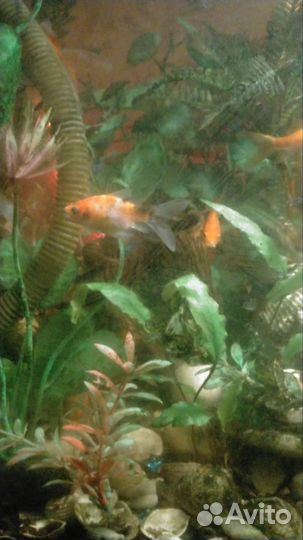 Аквариумные рыбки