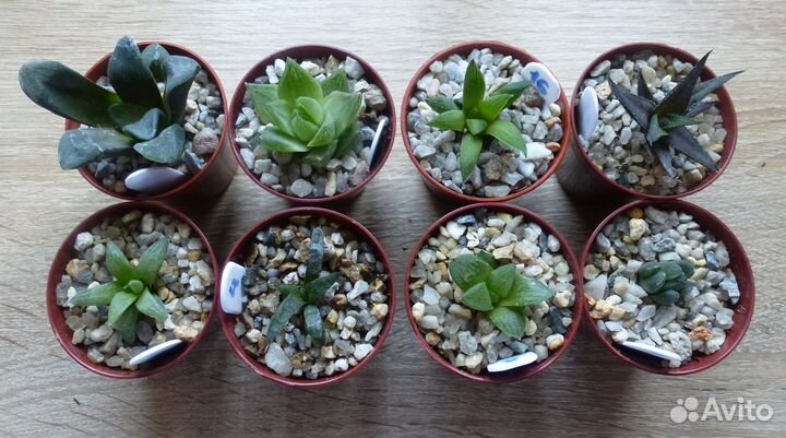 Хавортии, суккуленты