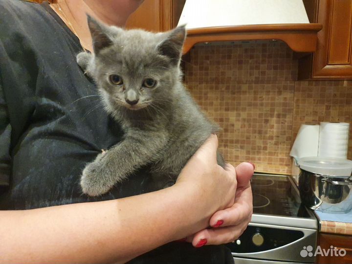 Котёнок девочка