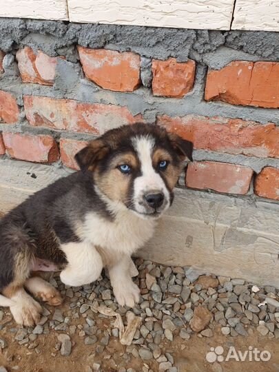 Щенки сибирской хаски