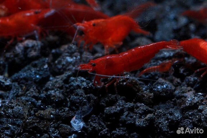 Аквариумные креветки