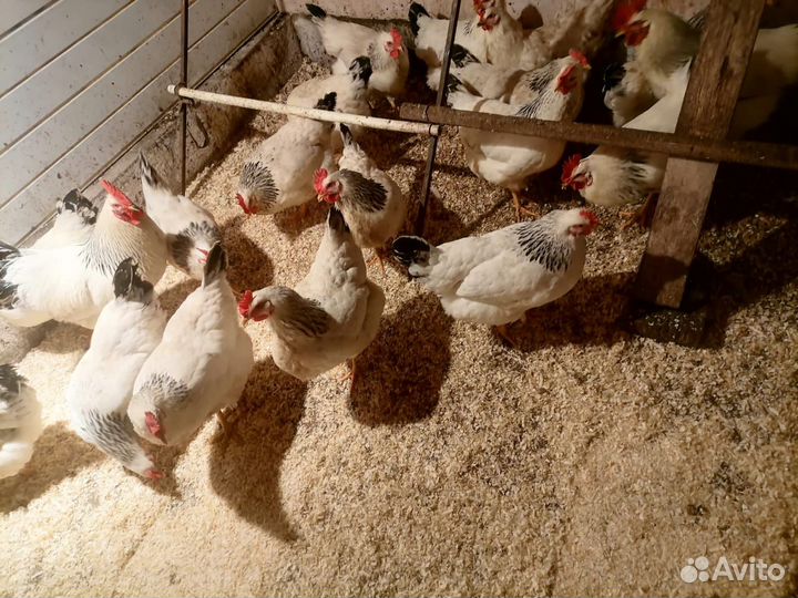 Инкубационные яйца кур