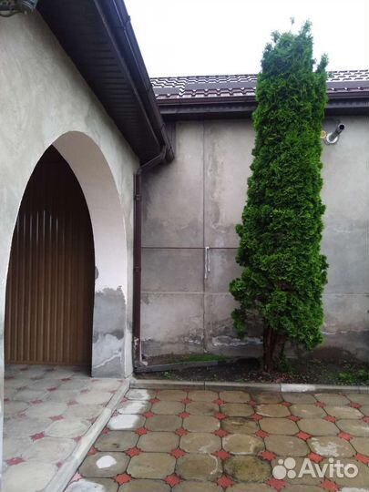 Туии 4 метровые