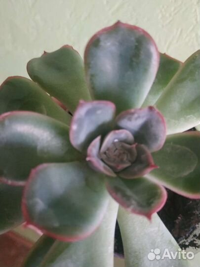 Суккуленты