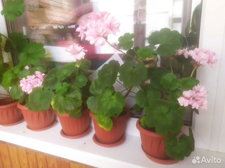 Пеларгония герань