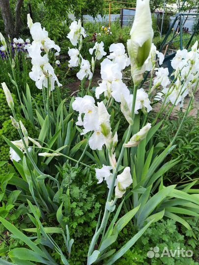 Набор сортовых гибридных ирисов