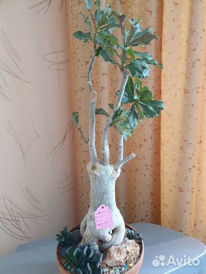 Адениум привитый