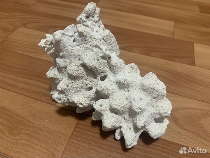 Коралл Мальдивы