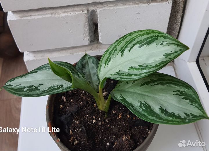 Аглаонема Сильвер Бэй
