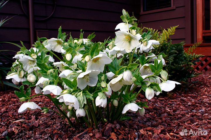 Морозник Нигер