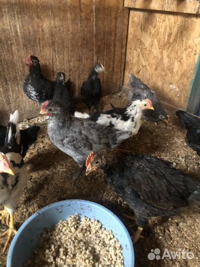 Продам петухов