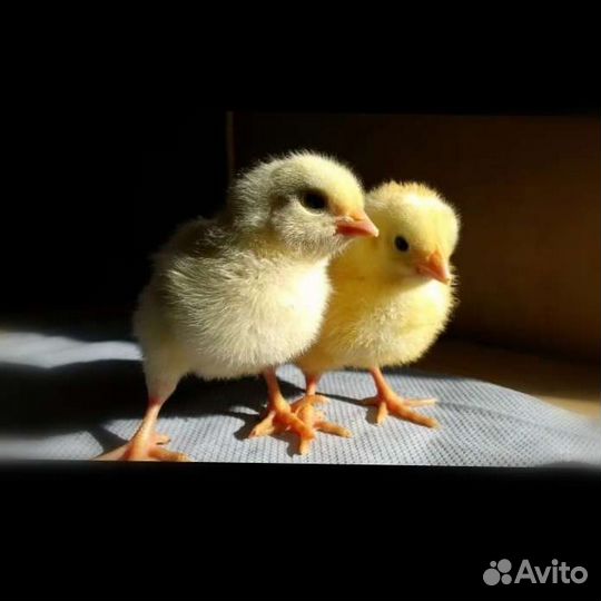 Цыплята бройлера кобб500