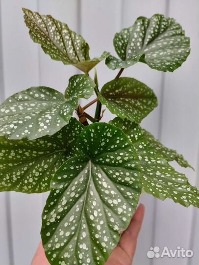 Бегония тросниковая